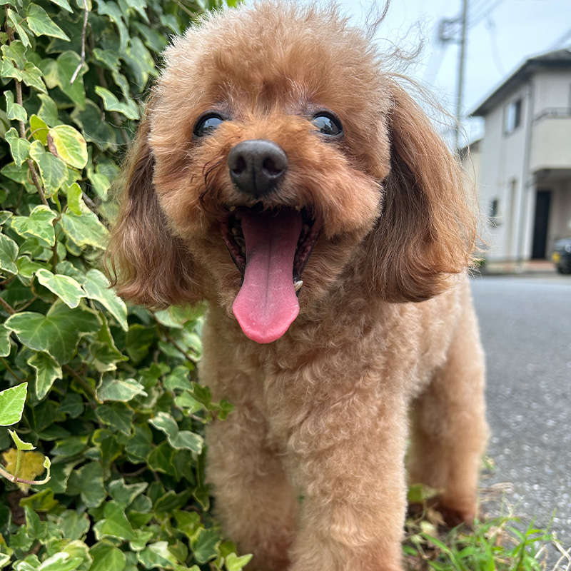 茨城県つくば市のドッグサロンR.E.T